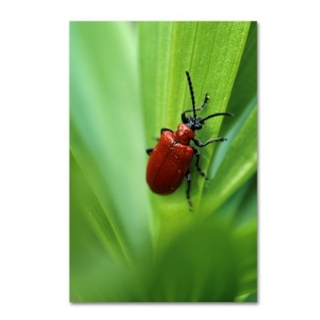 Robert Harding Picture Library 'Bugs' Canvas Art,30x47